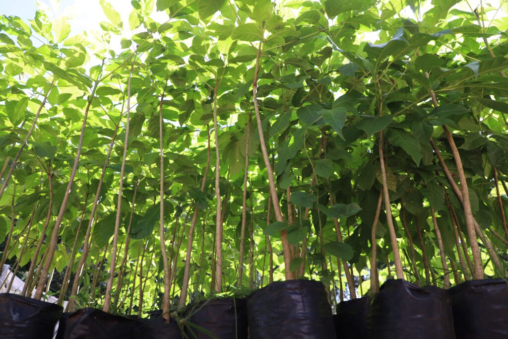 Mudas de plantas separadas