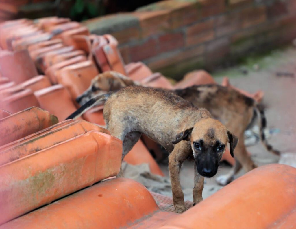 cachorros sob maus tratos