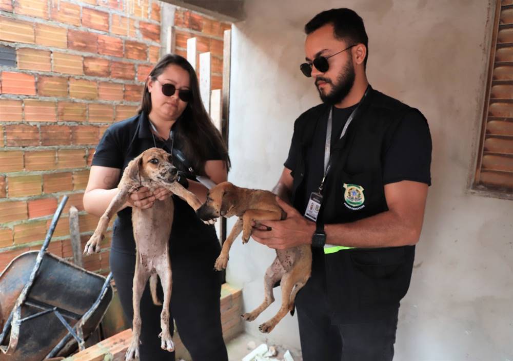 Fiscalização segurando cachorros