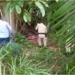 Policiais próximos a palmeira