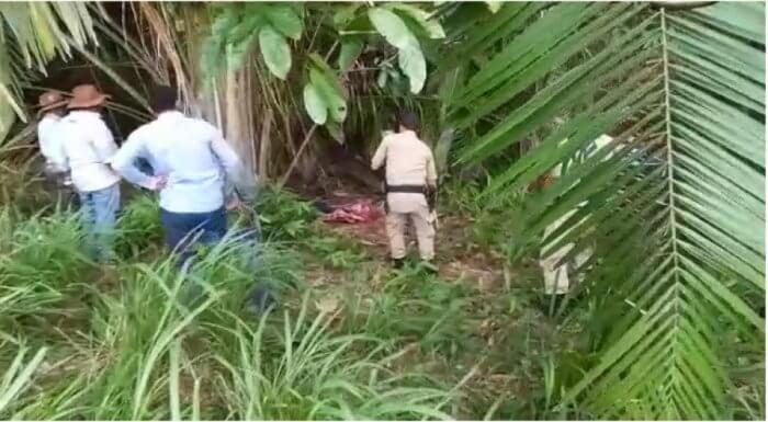 Policiais próximos a palmeira