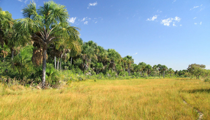 Órgão ambiental orienta sobre a forma correta de coleta, manejo e transporte das espécies - Fernando Alves/Governo do Tocantins