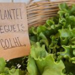 Durante aulas práticas, as crianças acompanham cada fase da planta e aprendem sobre a importância da irrigação, da adubação e outros cuidados