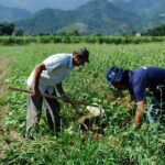 Rio de Janeiro - Colheita de batata-doce biofortificada, fornecida pela Embrapa para alguns produtores rurais de Magé-RJ alcança boa produtividade. Na foto, o agricultor Laerte Luiz da Rosa (Tomaz Silva/Agência Brasil)